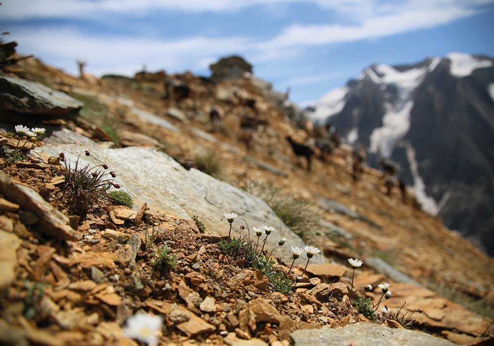 hotel Valle Vizze pensione alloggi alpi val di vizze